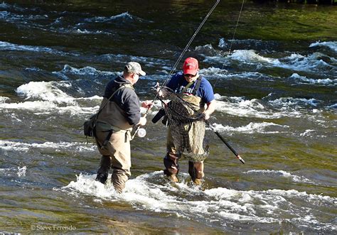 "Natural World" Through My Camera: Salmon Spawning Run, Salmon River ...