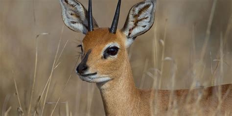 Steenbok: A Complete Guide To The Steenbok of Africa ️