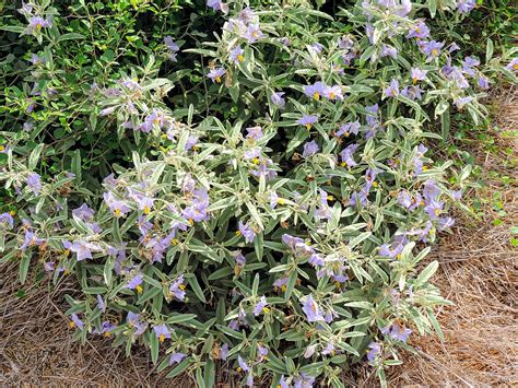 Silverleaf nightshade (Solanum elaeagnifolium) | Fraser Valley Invasive Species Society