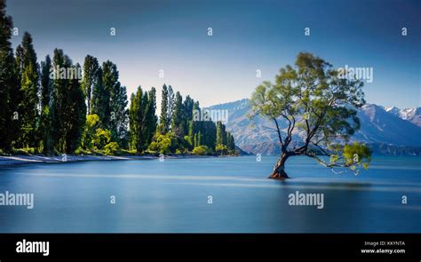 The famous Wanaka Tree at Lake Wanaka, Otago, New Zealand Stock Photo ...