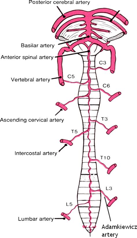 Thrombolysis in anterior spinal artery syndrome | BMJ Case Reports