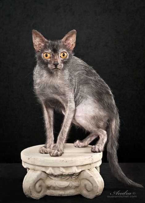 Meet the Lykoi Cat, a New Breed That's Scary Cute. Like Werewolf Scary