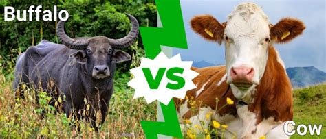 Buffalo vs Cow: What Are the Main Differences? (2023)