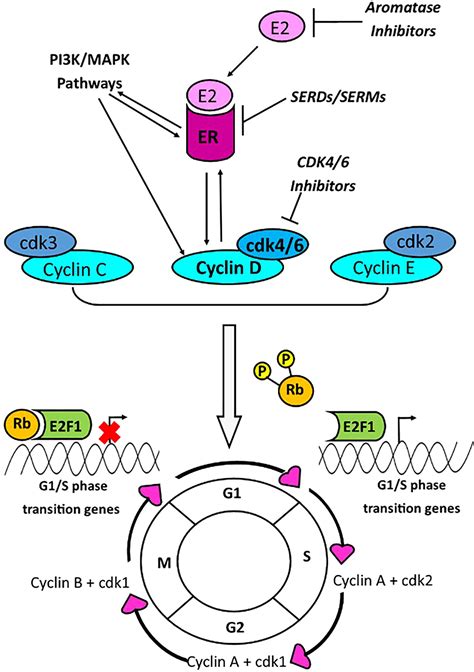 Frontiers | Prognostic and Predictive Value of CCND1/Cyclin D1 ...