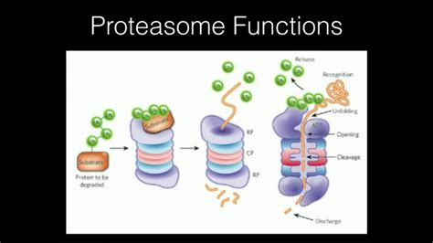 Proteasome Function - YouTube