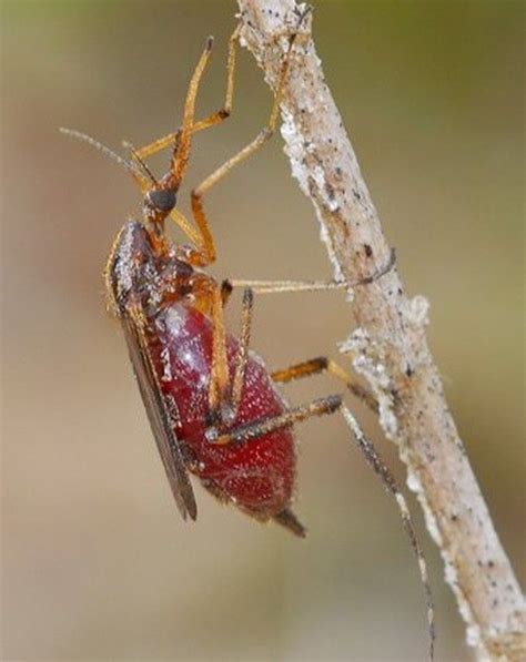 a close up of a bug on a branch