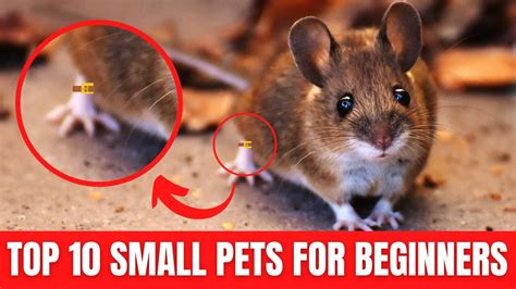 Small Pets For Beginners & Kids – Top 10 Best Beginner Pets!! (Cute ...