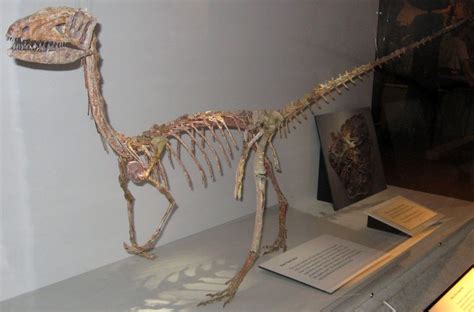 Complete Skeleton of a Coelophysis at the Cleveland Museum of Natural History