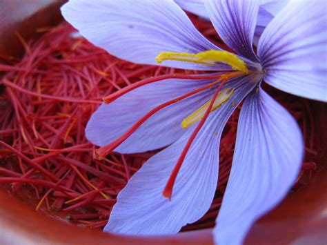 Saffron Crocus Wallpapers HD