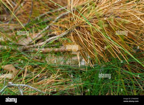 Itame brunneata Macaria brunneata Family Geometridae Genus Macaria Rannoch looper moth wild ...