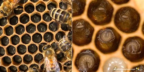 Honey Bee Larvae: Recognizing Healthy Bees- Carolina Honeybees