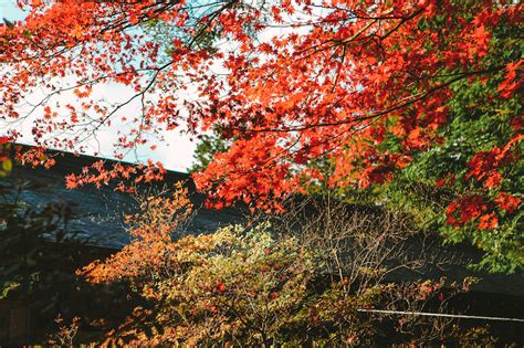 18 BEAUTIFUL THINGS TO SEE IN NIKKO [JAPAN]