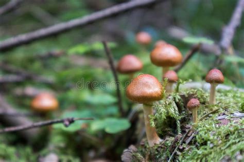 Brown little mushrooms stock photo. Image of small, wood - 177265436