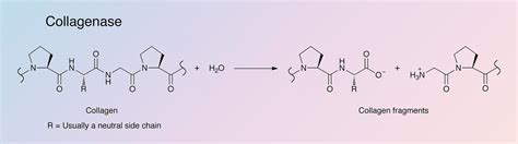 Celase® GMP, Collagenase/Neutral Protease Blend - Worthington Enzyme ...