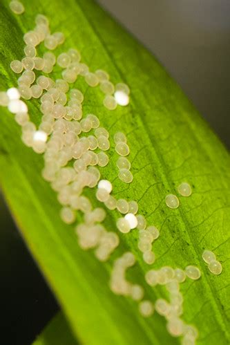 Angelfish Egg Development | My Aquarium Club