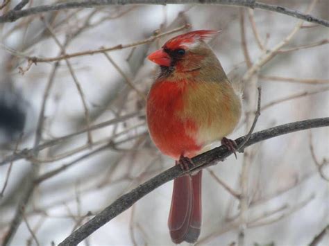 This Bird's Body Is Half Male, Half Female. So Is Its Brain. | Live Science