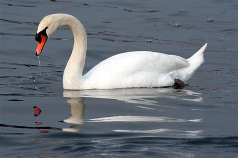 Swan | The Life of Animals