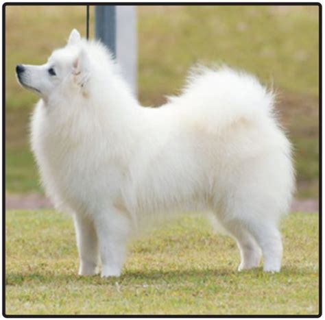 Japanese Spitz-Puppies and Dogs for Sale – Jelena Dogshows