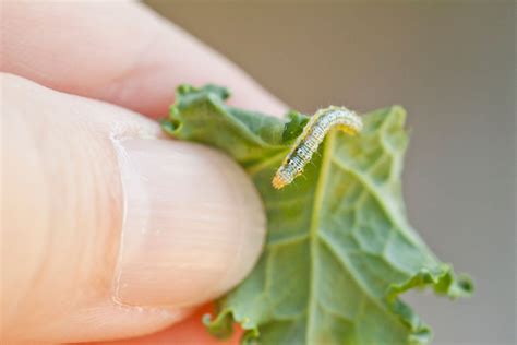 Tips For The Control Of Cabbage Moths And Cabbageworms | Gardening Know How