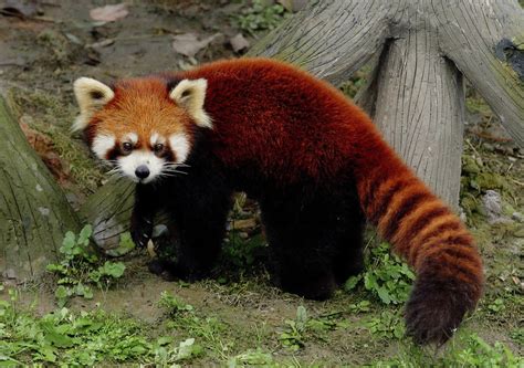 Full body pic | Мемы про животных, Красные панды, Красная панда