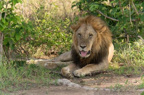 African Lion Showing Its Teeth Stock Photo - Image of beautiful, safari ...