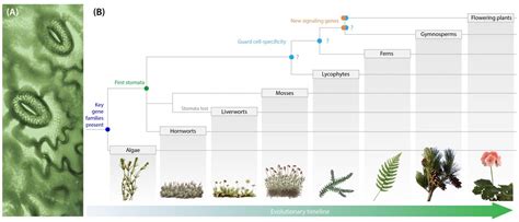 Plant Evolution Timeline