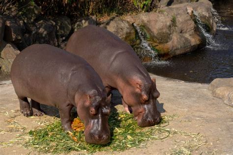 9 Things Hippos Like to Eat Most (Diet, Care & Feeding Tips)