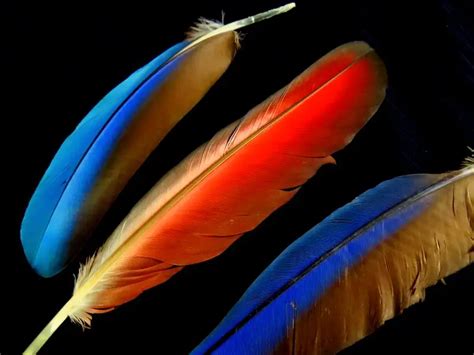 The Nature & Beauty of Bird Feathers - Waking Up Wild | Waking Up Wild