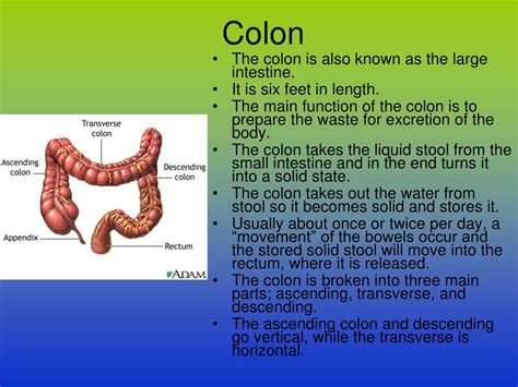 PPT - THE DIGESTIVE SYSTEM Structure and Function PowerPoint Presentation - ID:2283005