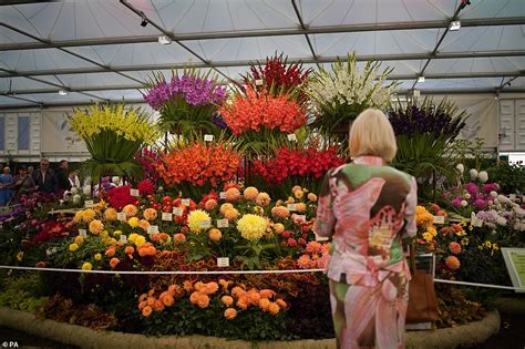 Chelsea Flower Show visitors delight in displays as one-off autumn edition opens | Daily Mail Online