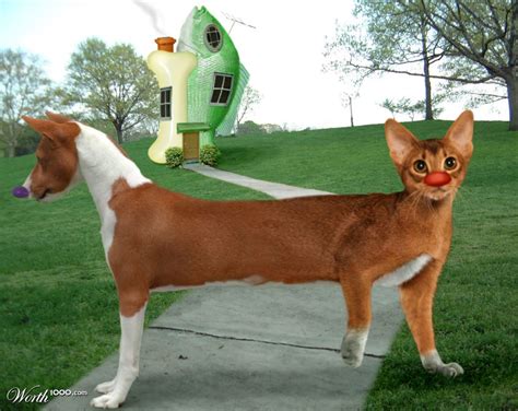 [Request] A realistic looking cat-dog hybrid? : r/HybridAnimals