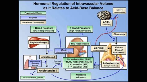 Metabolic Alkalosis (ABG Interpretation - Lesson 10) - YouTube