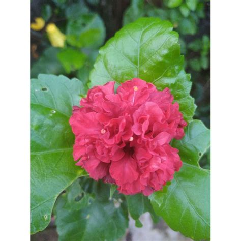 Pokok Bunga Raya Merah Roses.. Berkelopak seperti Roses | Shopee Malaysia