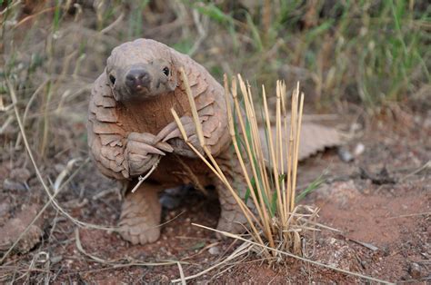 American Museum of Natural History on Twitter | Pangolin, Baby pangolin ...