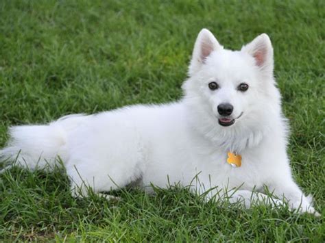 10+ Best American Eskimo Dog Names - The Paws