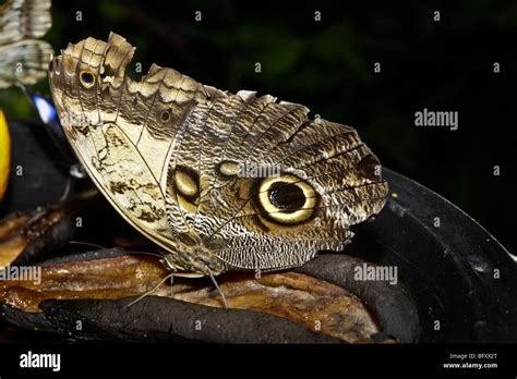 Butterflies at Butterfly World, Klapmuts, South Africa Stock Photo - Alamy