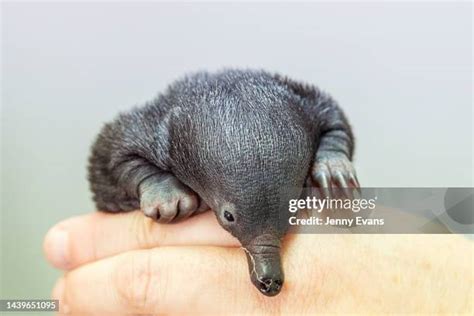 Baby Echidna