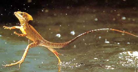 The Jesus Lizard running on water | Animal Pictures and Facts | FactZoo.com