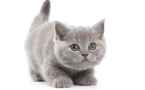 Download wallpapers British Shorthair Cat, kitten, 4k, cute animals ...