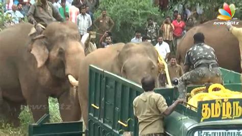 Kumki Elephant Real Scene: Wild Elephant Caught With The Help Of Kumki | Fight - YouTube