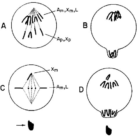 Schematic diagram of the first (A,B) and second (C,D) spermatocyte ...