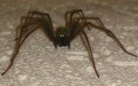 Invasion of giant house spiders after Britain's wet summer - Telegraph