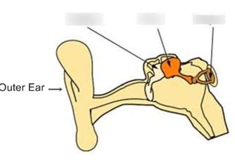 Ossicles LABELING Diagram | Quizlet