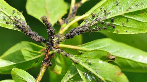 How to Identify Lemon Tree Pests