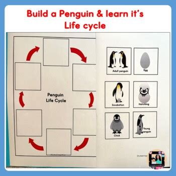 Penguin Life Cycle Activity | Polar Animal Life Cycle - Build a Penguin