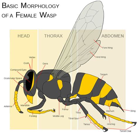 Anatomy of a Wasp: The Animal Files