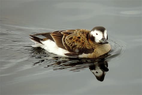 Birding Is Fun!: Long-tailed Ducks and More