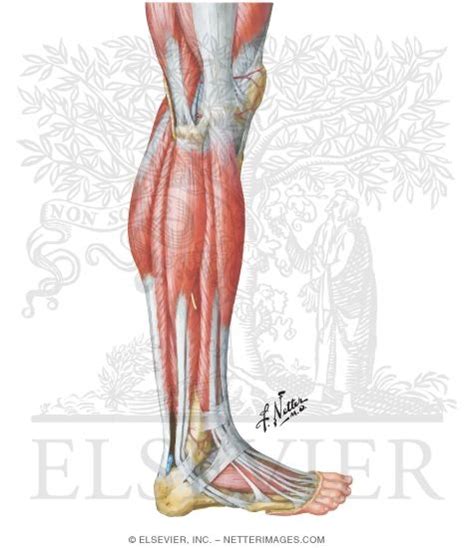 Muscles of Leg: Lateral View