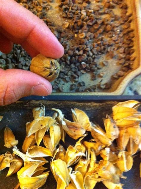 Hibiscus seeds being separated from the seed pods. | Growing hibiscus ...