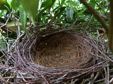 The Flycatcher: Empty Scrub-Jay nest